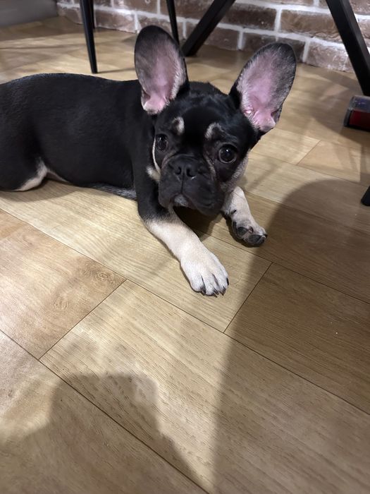 Френски булдог – 5 месеца – женско