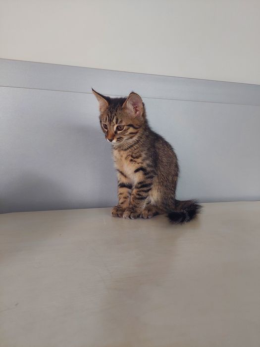 Котята мальчики проглистованы