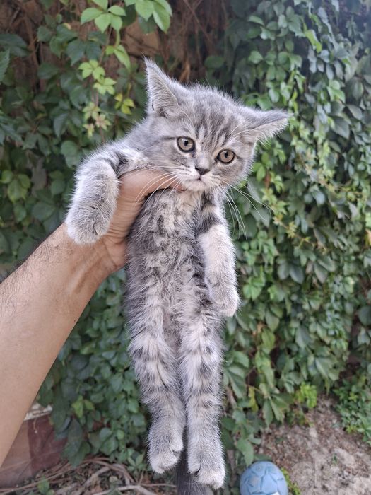 Продам британских шкотал фолд серий бежевый мальлчик