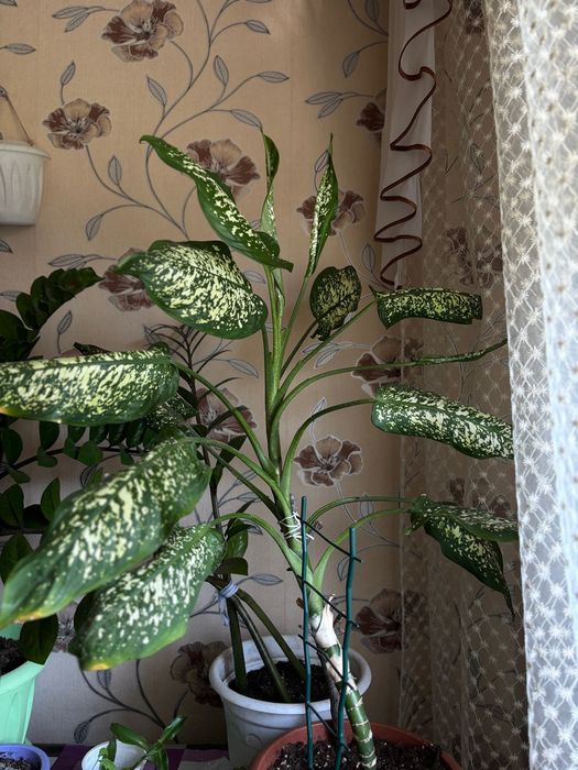 Продам домашние цветы