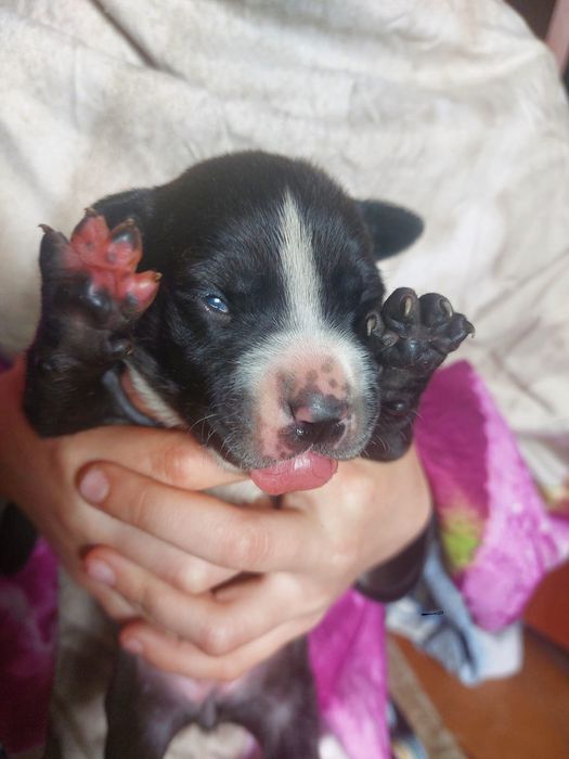 Бронь на щенков АПТ