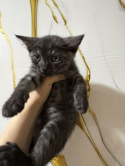Котята породистые