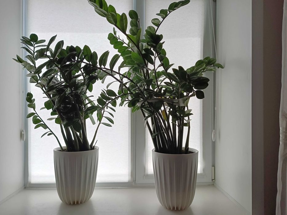 Комнатные цветы оформление пространства