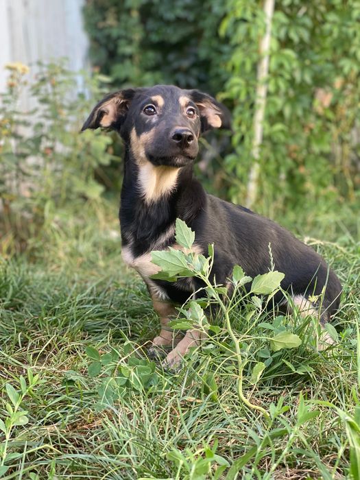 Щенки в добрые руки