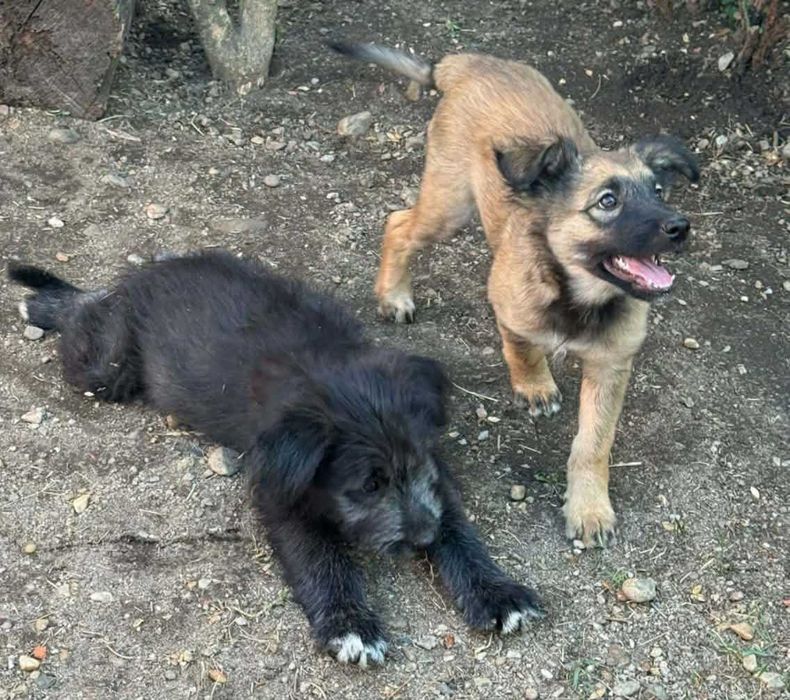 Donez cățeluși adorabili