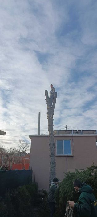 Рязане на опасни дървета