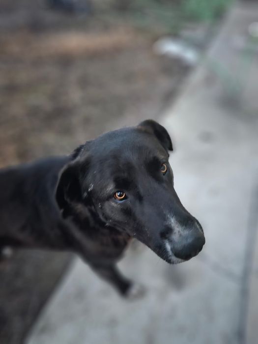 Отдадим большого пса