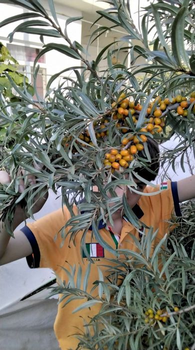 Облепиха крупноплодная!