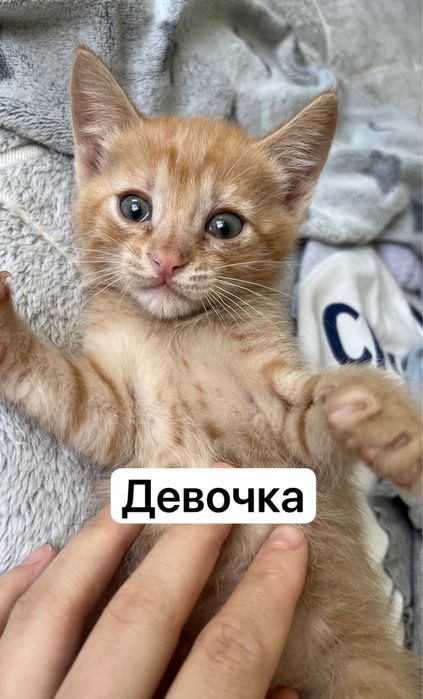 Отдам котят мальчик и девочка
