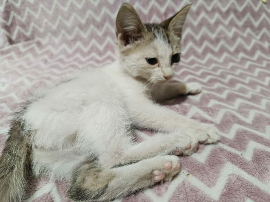 Котята в добрые руки.
