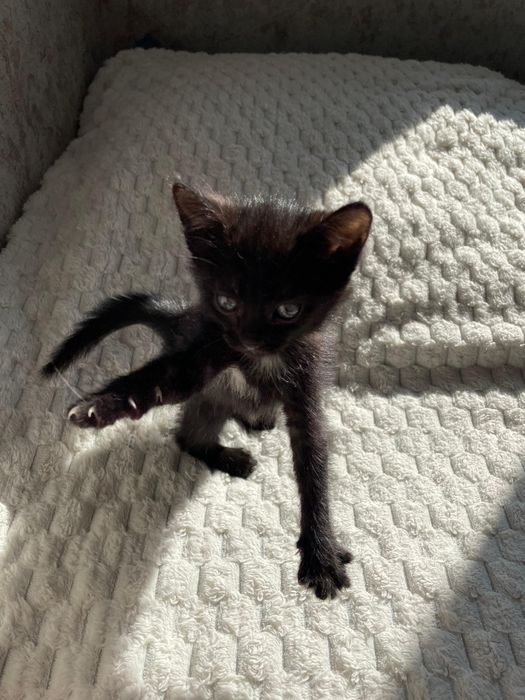 Отдам котенка в добрые руки