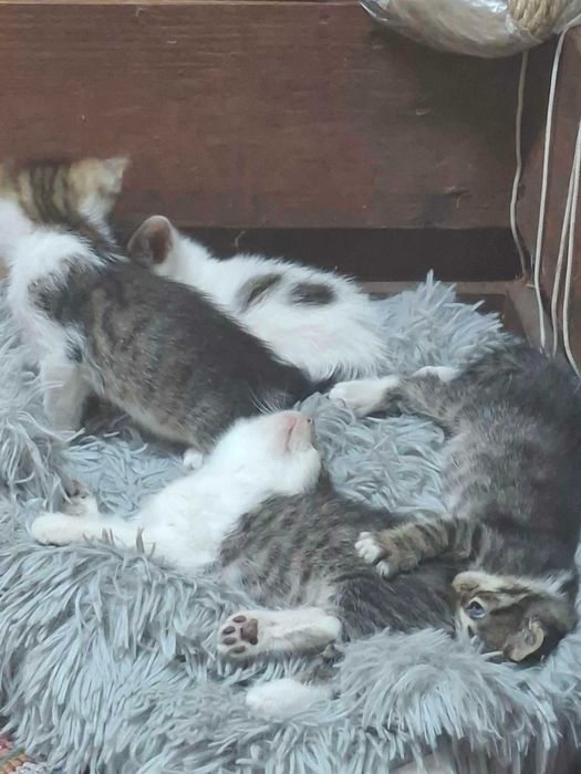подарявам красиви и игриви котета