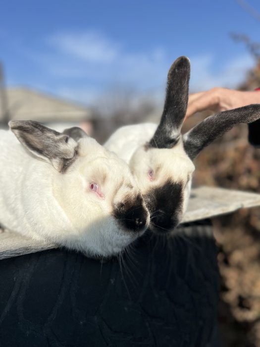 Кролики Калифорния