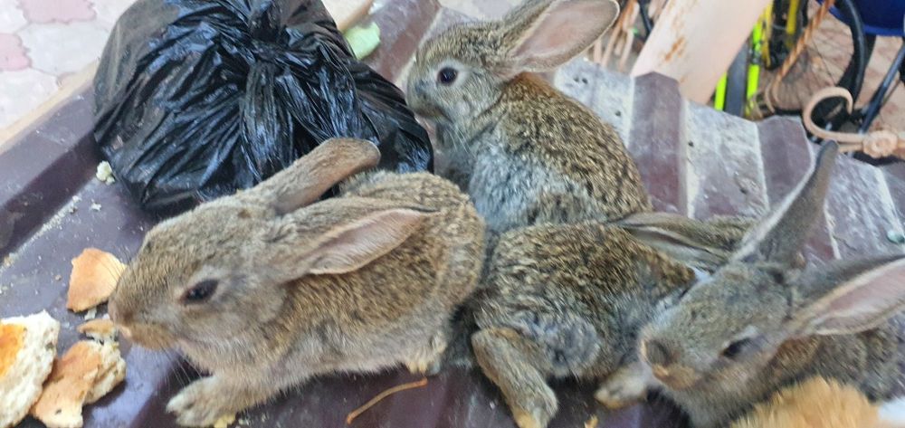 Quyon va tovuq va katak