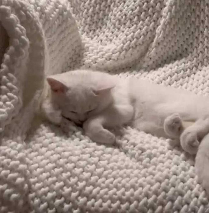Котята британской породы