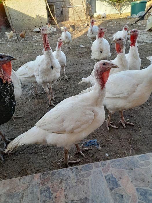 Vand curci la kg