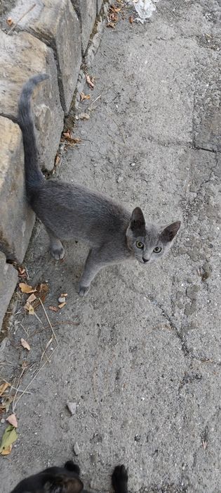 Кошка очень хорошая