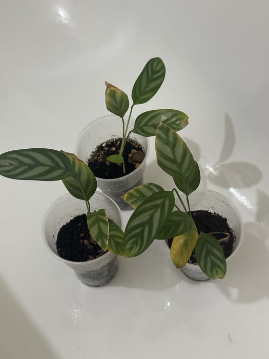 Комнатные цветы 500 тг