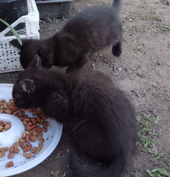 Отдам котят,в хорошие руки