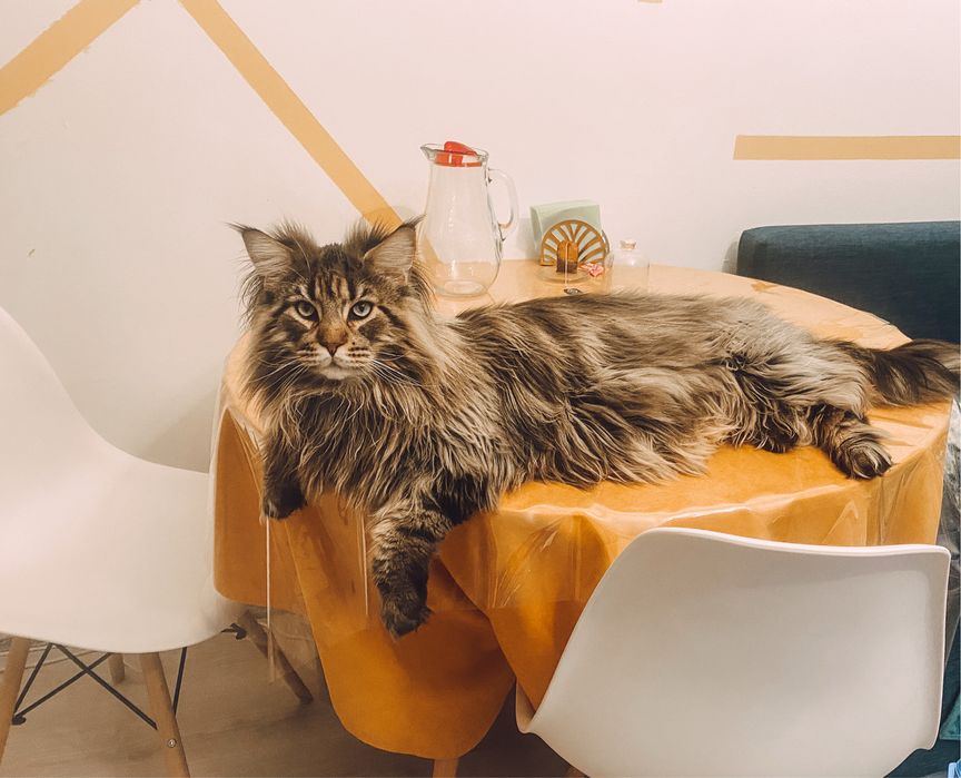 Кот Мейн кун. Очень добрый, ласковый