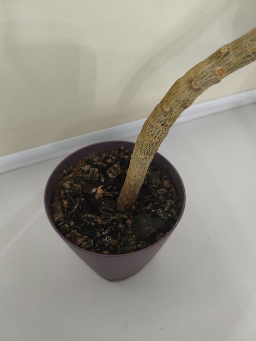 Комнатные цветы домашние