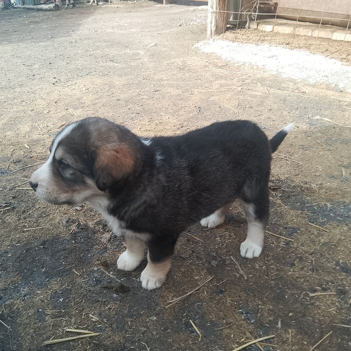 Таза қанды күшіктер сатылады