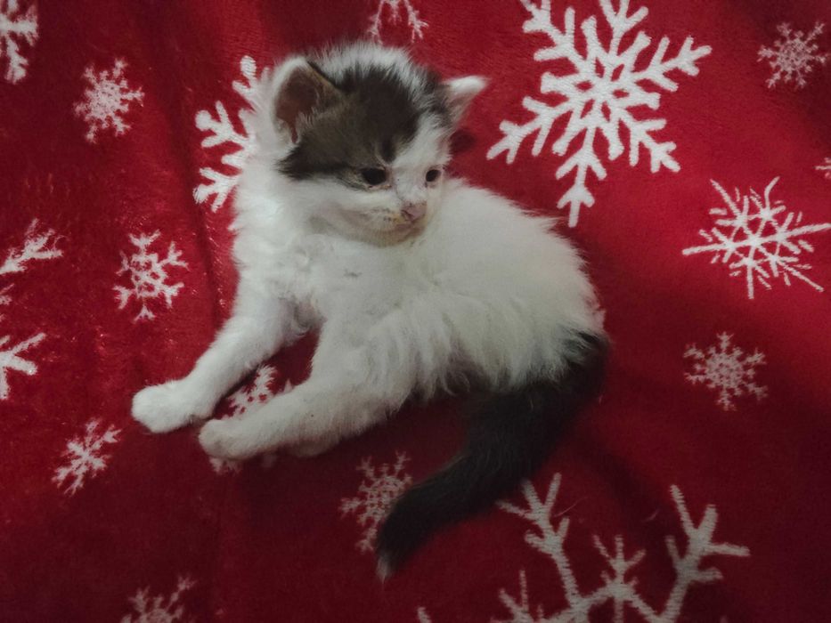Adopție pisoi București