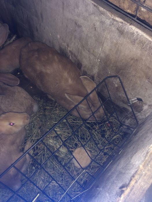 Vand iepuri  si iepuroaica