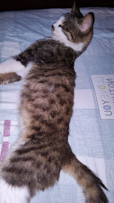 Отдам в хорошие ответственные руки