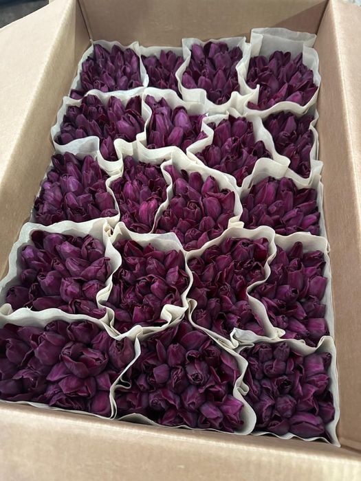 Премиальные беллорусские тюльпаны