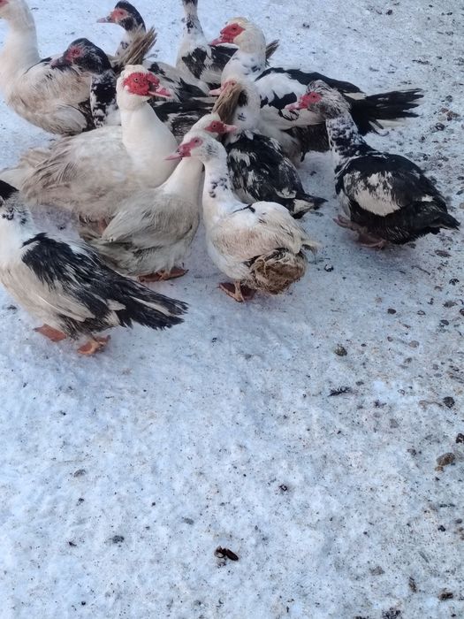 Vând rațe leșești