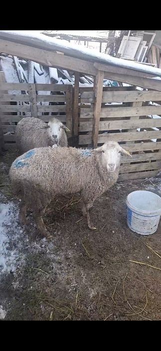 Бараны срочно,матки котные