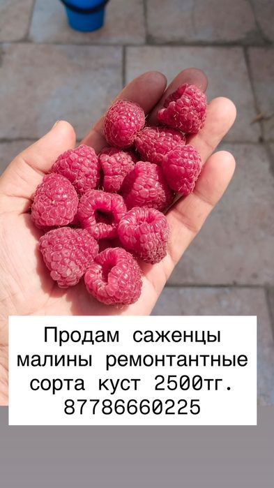 Продам саженцы малины, ежевики, ежемалины.