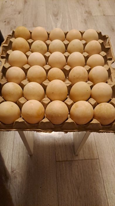 Продам инкубационные яйца индоуток.