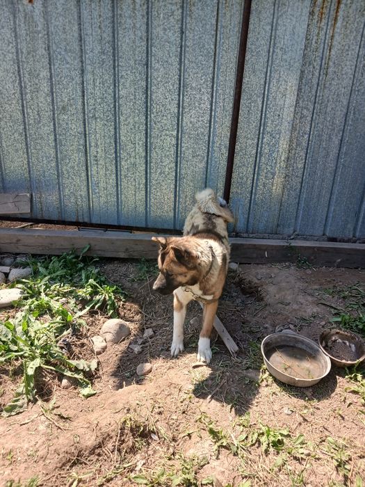 Американская акита