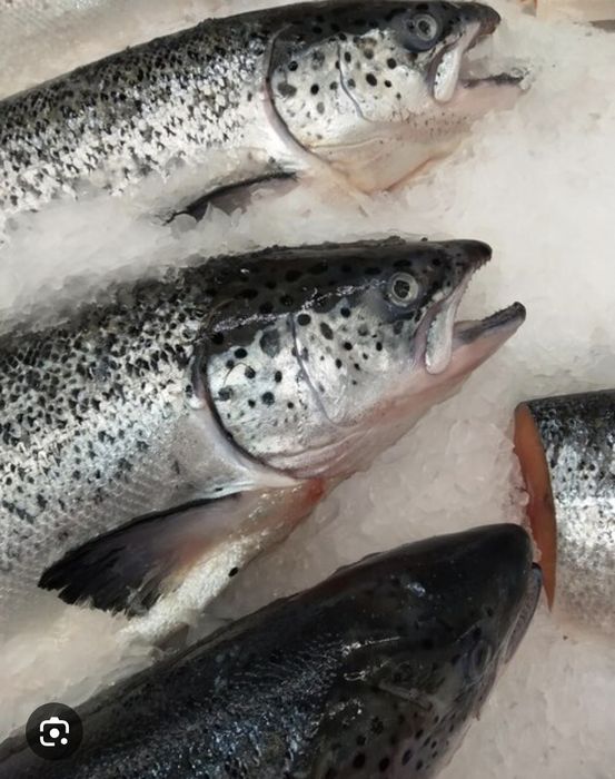 Суп наборы рыбки сёмги всегда свежие