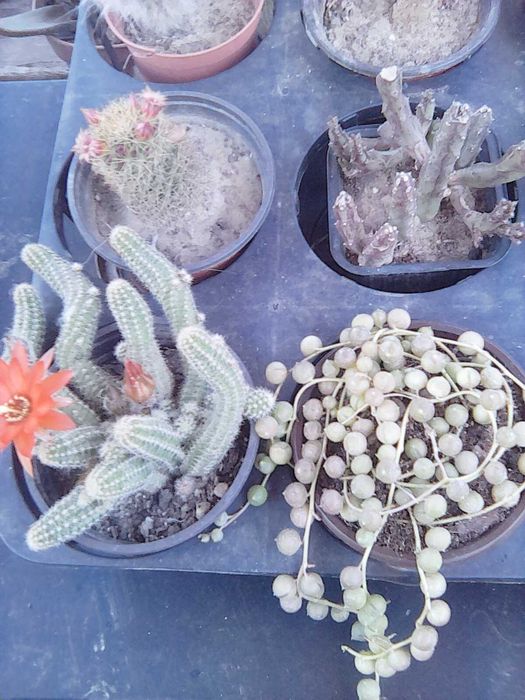 Plante de camera