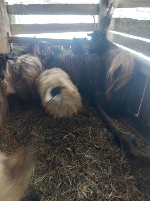 Vând 2 miei un berbecuț su o mielută