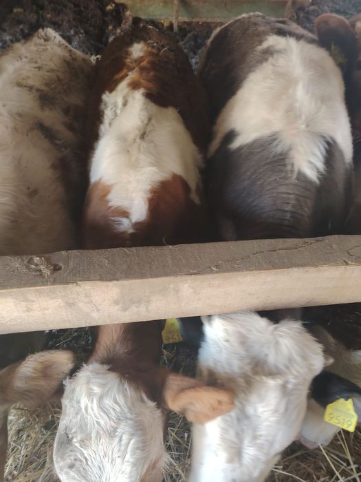 Vitei cu media de 250 kg