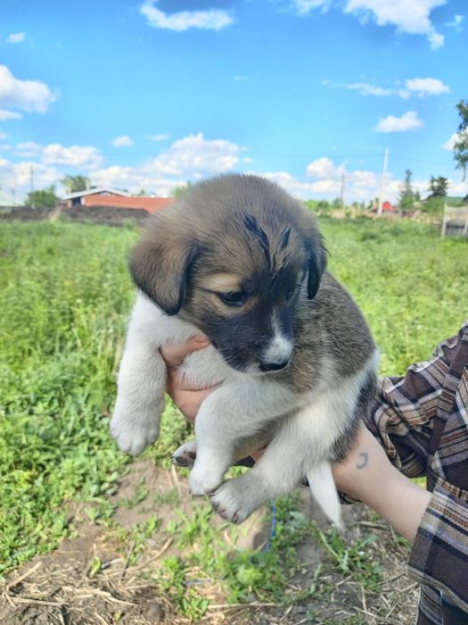 Щенкам нужен дом