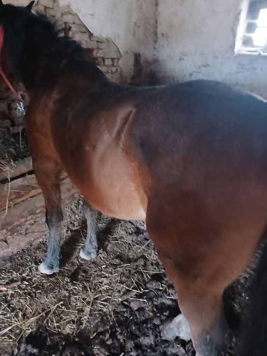 De vanzare cal castrat de 13 ani