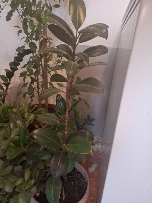 Продам комнатные цветы