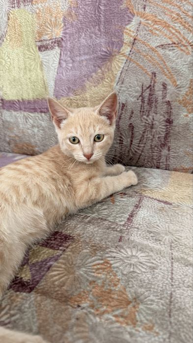 Котенок бесплатно