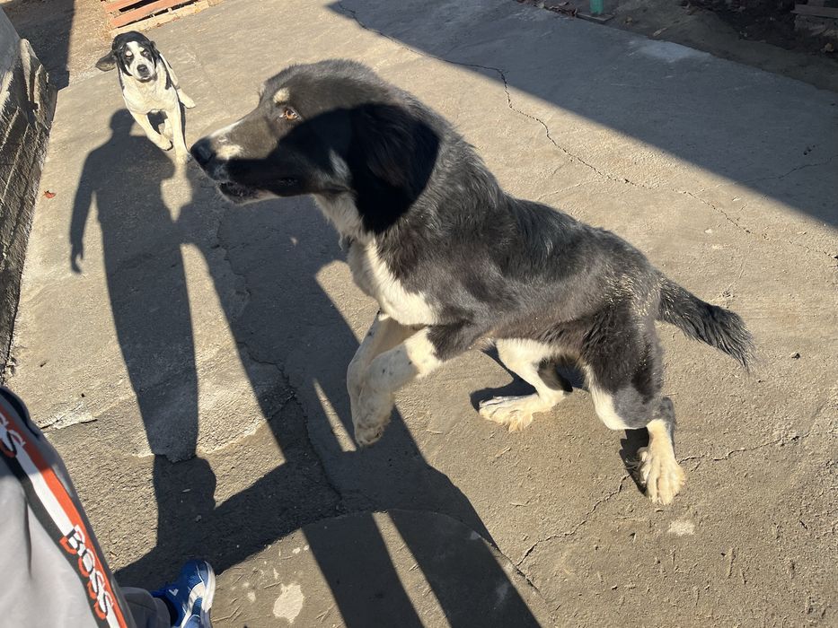 Собака Тигрдың күшігі Белаводтық Евразия чемпионы