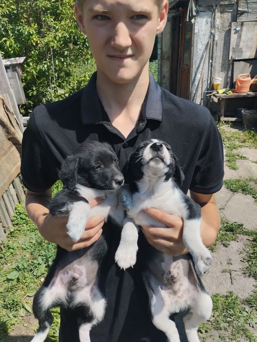 Щёки спониель бесплатно