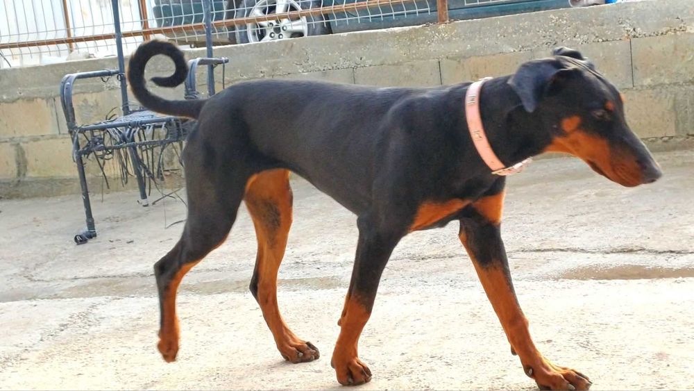 Расови Добермани на 8 месеца, от развъдник Елит Доберман, Варна