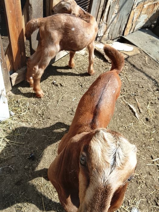Продам козликов на племя