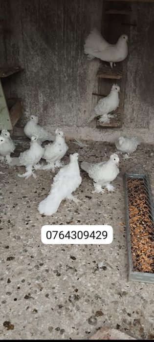 Porumbei creți francezi și gusati de pomerania