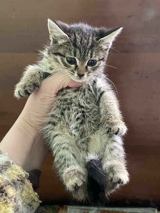 Hadiya. Отдам в добрые руки