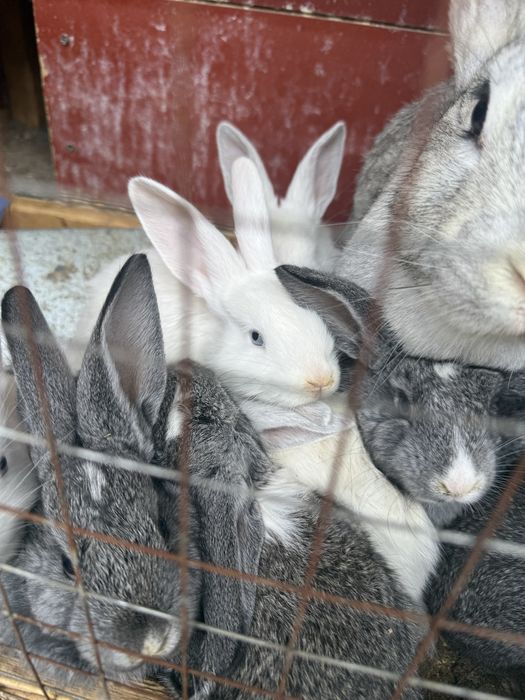 Quyon va quyonchalar